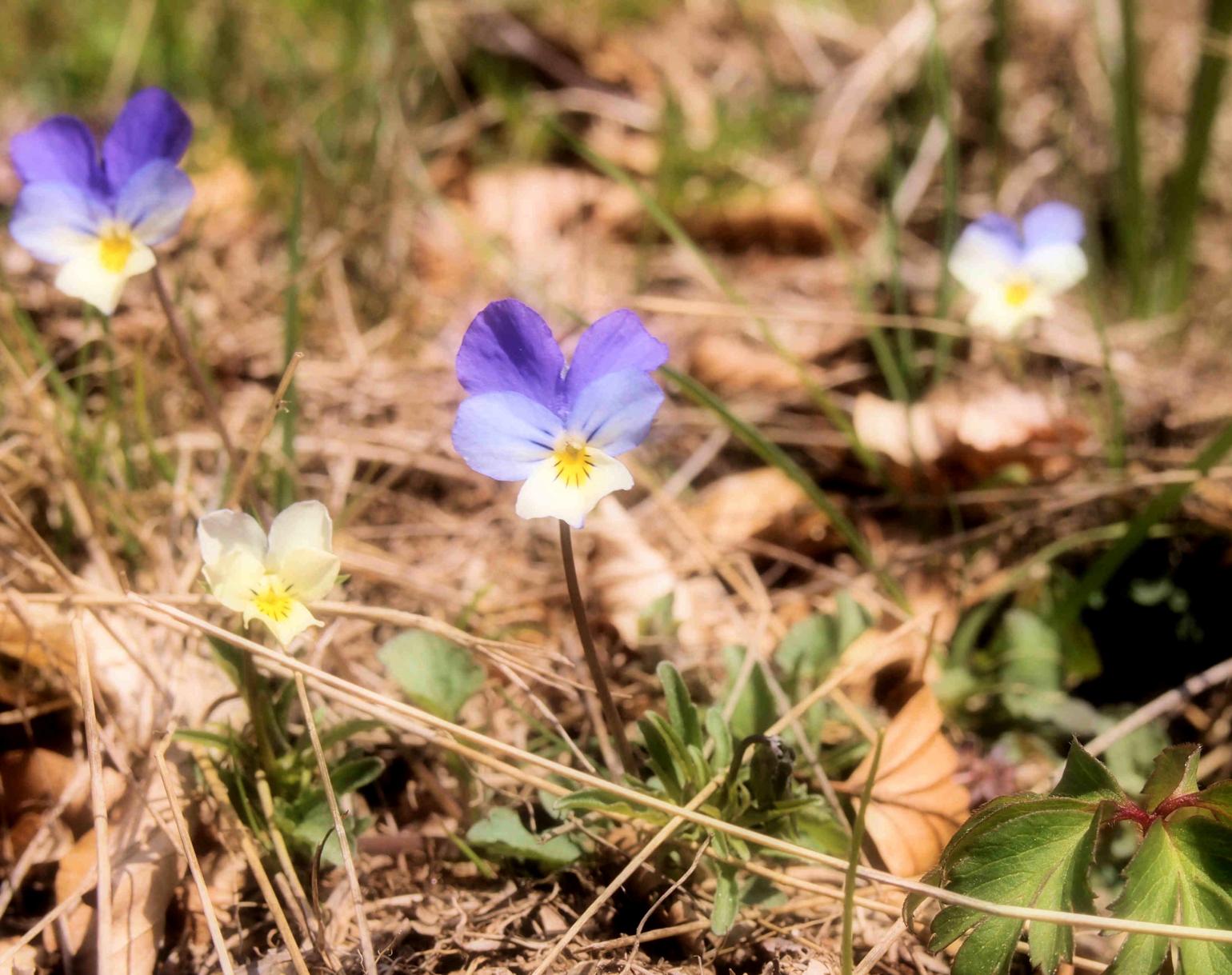 Pansy, Wild, Heartease